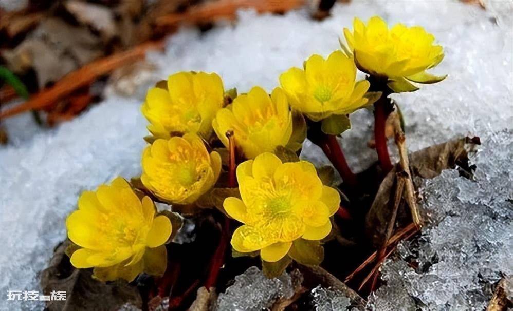 冰凌花是什么花(冰凌花是一种什么植物吗)-图片1